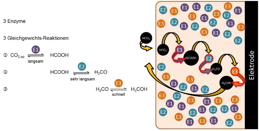 WPE enzyme cascade